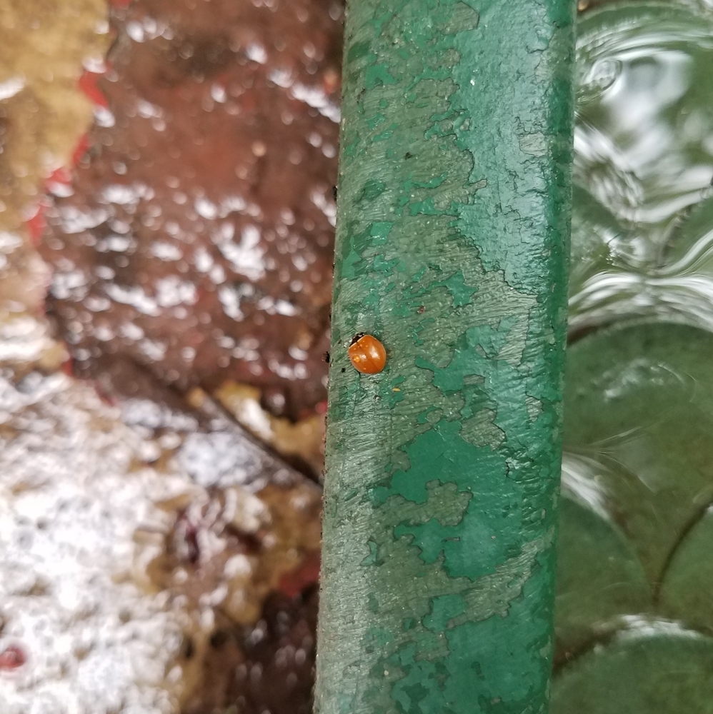 Meet your Posher, Hillary